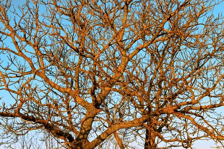 The branches of the old Walnut trees covered with moss on a yellow background of blue sky at sunsetの写真素材