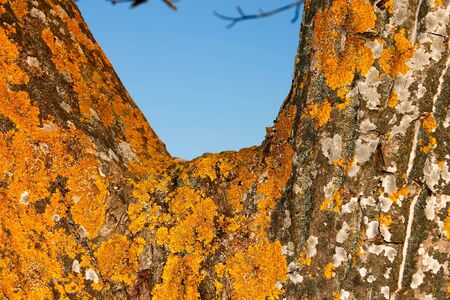 Yellow lichen on the bark of old walnut tree. Zoomの写真素材