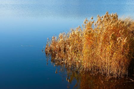Reeded in the reservoir (I). Autumn fine dayの写真素材