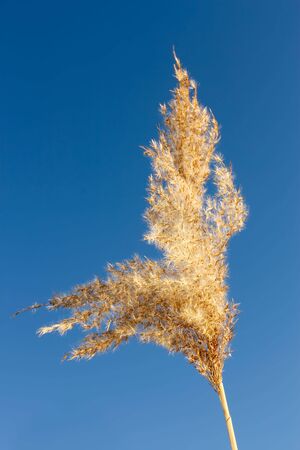 Inflorescence reed in autumn against blue skyの写真素材