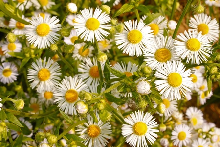 Daisy. White wild flowers in early autumnの写真素材