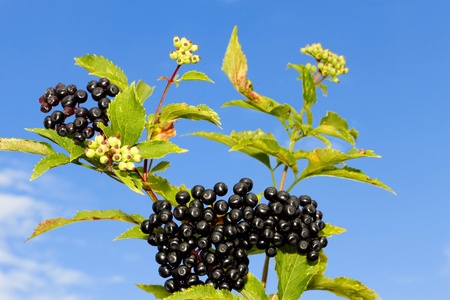 Elder branch with ripe and immature berries against blue skyの写真素材