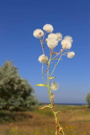 Plant with similar to ripe dandelion florets on a background of wild olive trees. Reserve on Kinburn Spit near Ochakiv, Ukraineの写真素材