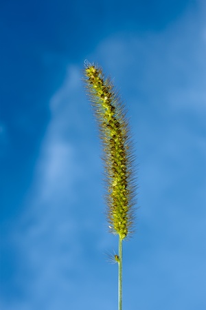 Foxtail green closeup against blue sky background. Latin name: Setaria viridis の写真素材