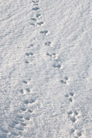 Traces of small animals in the fresh fluffy snow. Beginning of winterの写真素材