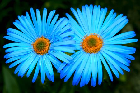 Bright blue flowers against a dark backgroundの写真素材