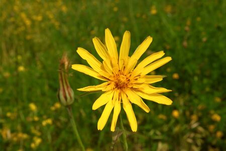 Yellow summer wild flower on a meadowの写真素材