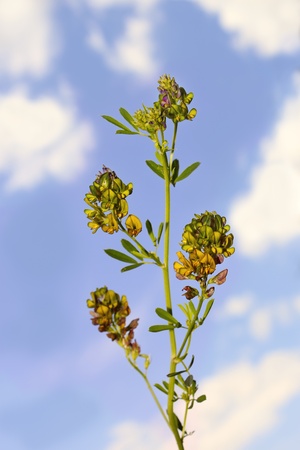 Wild alfalfa at the cloudy sky backgroundの写真素材