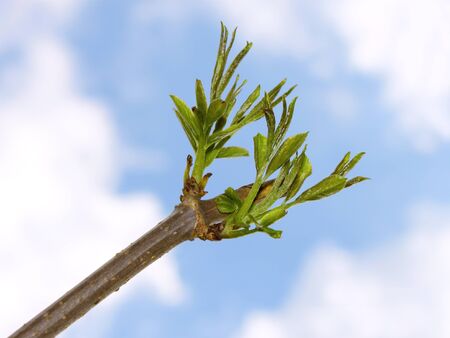 Fragment of the elder branch of a new spring green shoots against the blue sky with cloudsの写真素材