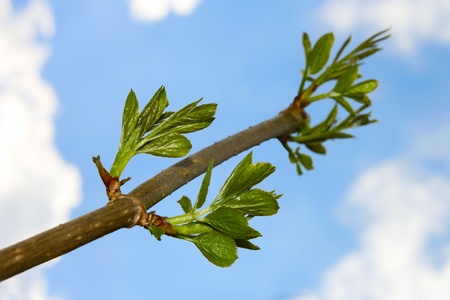 Elder branch with new spring green shoots against the blue sky with cloudsの写真素材