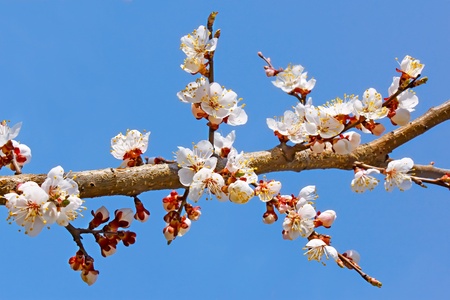 Flowering apricot tree branch against the background of blue skyの写真素材