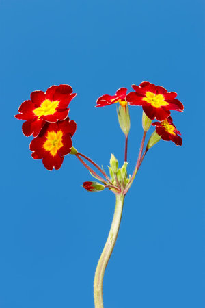 Spring flowers in bright red and yellow colours against the background of blue skyの写真素材
