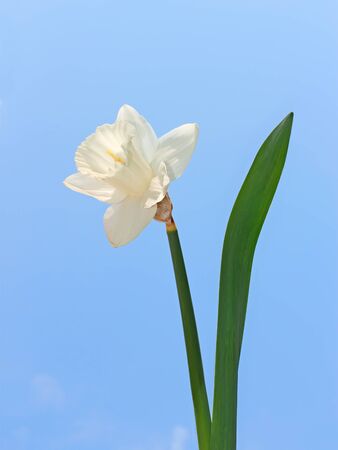 Narcissus flower on a background of a blue skyの写真素材