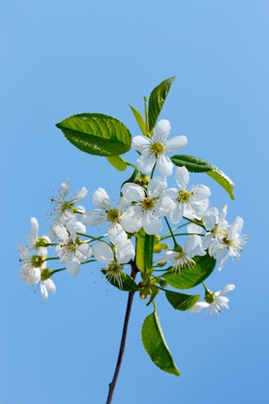 Flowering cherry branch on a background of blue skyの写真素材