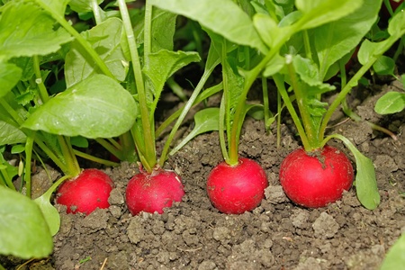 Several radishes mature plants growing in soilの写真素材