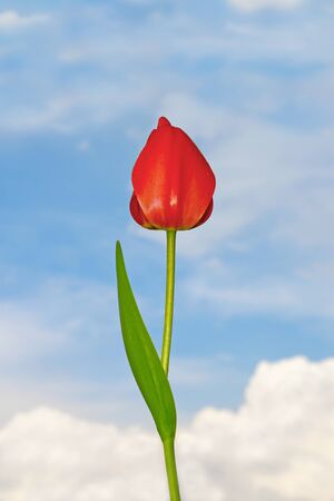 Tulip flower with water drops on a background of a blue sky with cloudsの写真素材
