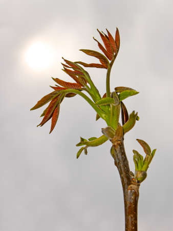The young spring walnut sprout in the period of rapid growth. In the background gray cloudy sky with a dim sunの写真素材