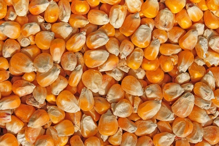 Texture of corn fodder shot in bright sunlight. Close-up の写真素材