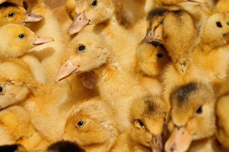A lot of small yellow ducklings domesticの写真素材
