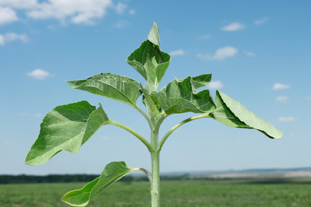 Young sunflower plant on the background of the field and bluish skyの写真素材