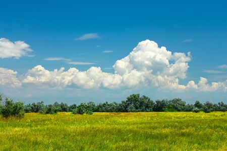Various summer grass, wildflowers and wild olive trees on the meadow. Kinburn Spit, Ukraineの写真素材
