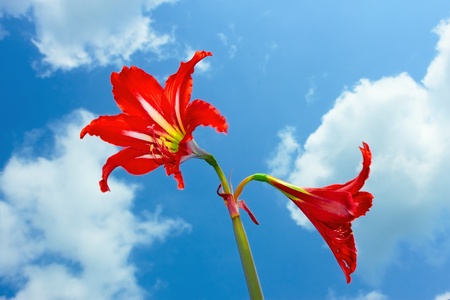 Red bright flowers against the background of a cloudy の写真素材