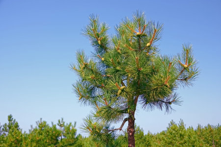 A top of small pine tree with young green cones on the background of blue skyの写真素材