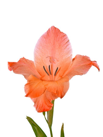 Gladiolus flower close-up isolated on a white backgroundの写真素材