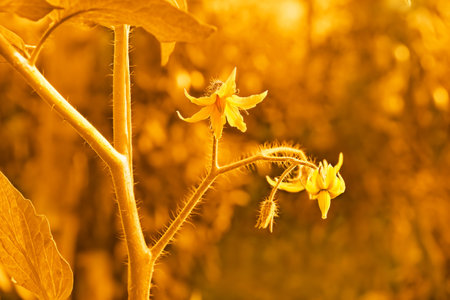 Blossom of tomatoes flowers close-up. Golden vintage sepiaの写真素材