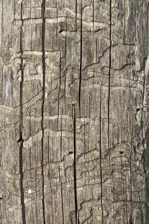 Detail of old wooden logs with bark beetles damaged surfaceの写真素材