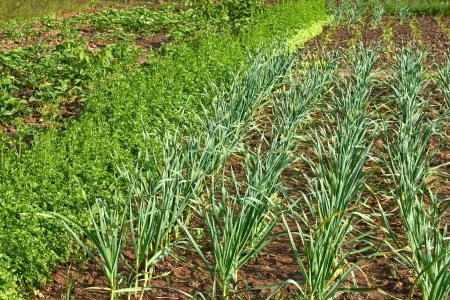 Fragment of garden beds with a young fresh herbs and vegetables in springtimeの写真素材