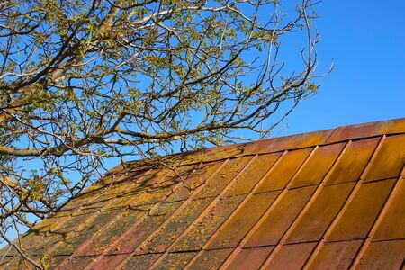 Blooming of walnut tree crown, which stretches over the old roof covered with painted metal tiles in springtimeの写真素材
