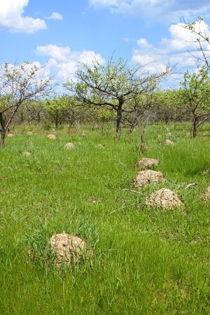 High anthill among green grass in abandoned old orchard in springtimeの写真素材