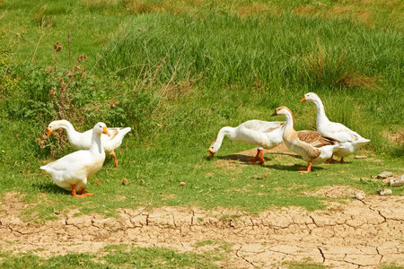 Group of five domestic geese in the pasture among green grass in springtimeの写真素材
