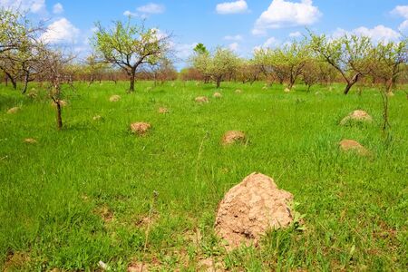 High anthill among green herbs in abandoned old orchard in springtimeの写真素材