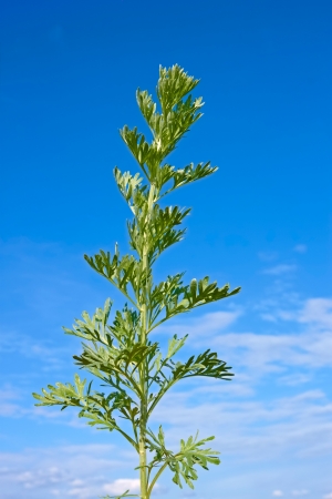 Young green sagebrush plant against the background of blue sky at early summer. Latin name: Artemisia absinthiumの写真素材