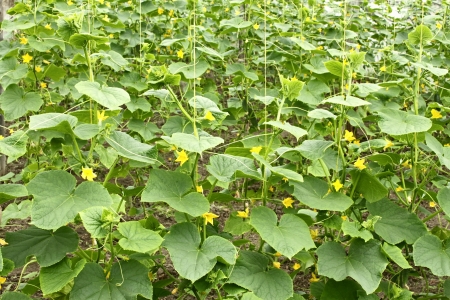Cucumbers plants flowering in film greenhouses. The rapid growth in summerの写真素材