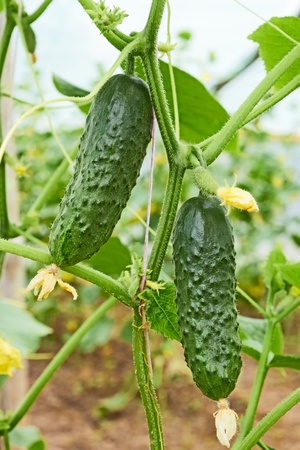Cucumbers growing in film greenhouses. The rapid growth in summerの写真素材