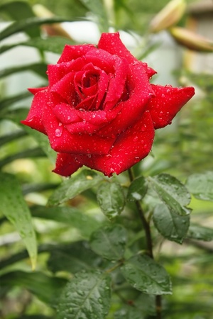 Flowering red rose in flowerbed after the rain with water drops  Close-upの写真素材