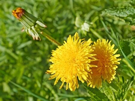 Flowering yellow dandelions growing in the meadowの写真素材