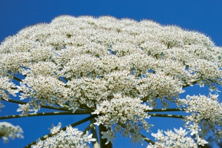 Flowering of Hogweed plant inflorescences, close-up. Latin name: heracleum sphondの写真素材