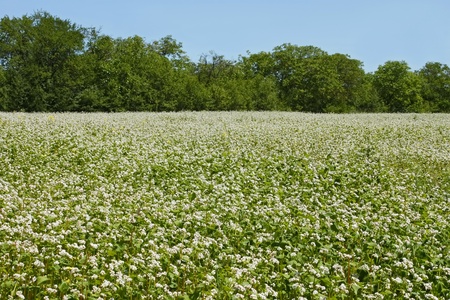 Edge of flowering buckwheat field near trees. A lot of buckwheat plantsの写真素材
