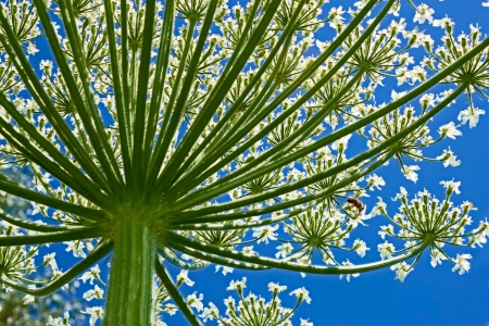 Giant inflorescence of Hogweed plant against blue sky. View from below. Latin name: heracleum sphondyliumの写真素材