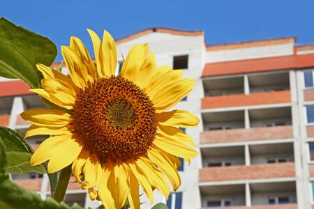 Sunflower against modern building background in fine summer day close-upの写真素材