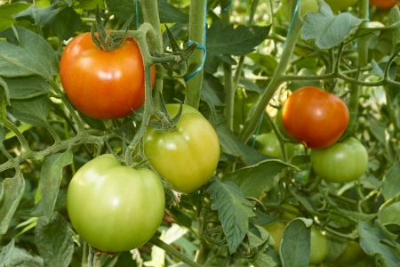 Bunch with red and unripe green tomatoes growing in greenhouseの写真素材