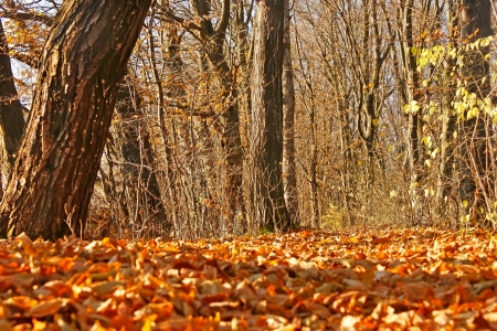 Forest in fine autumn day with yellow leaves on the groundの写真素材