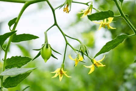 Tomatoes twig with flowers and small green fruits closeup on greenhouse backgroundの写真素材