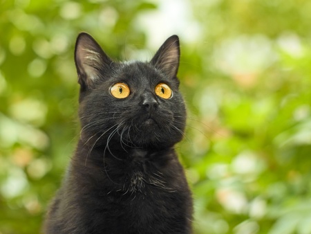 Portrait of funny young black cat on the background of green foliageの写真素材