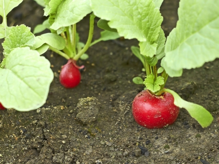 Red radish plants growing in soil close upの写真素材