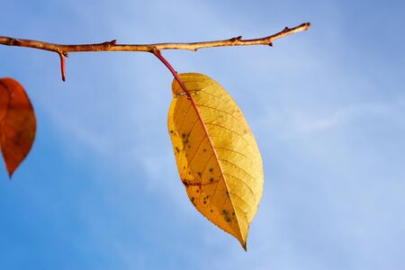 Bright yellow leaf of cherry tree hanging on twig against blue sky close-upの写真素材
